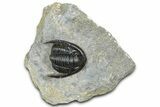 Detailed Cornuproetus Trilobite Fossil - Ofaten, Morocco #363000-2